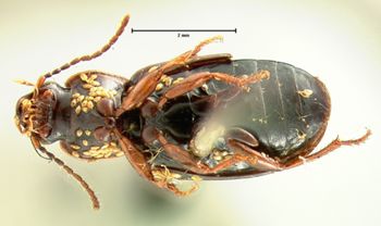 Media type: image;   Entomology 5947 Aspect: habitus ventral view